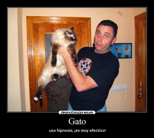 Gato -