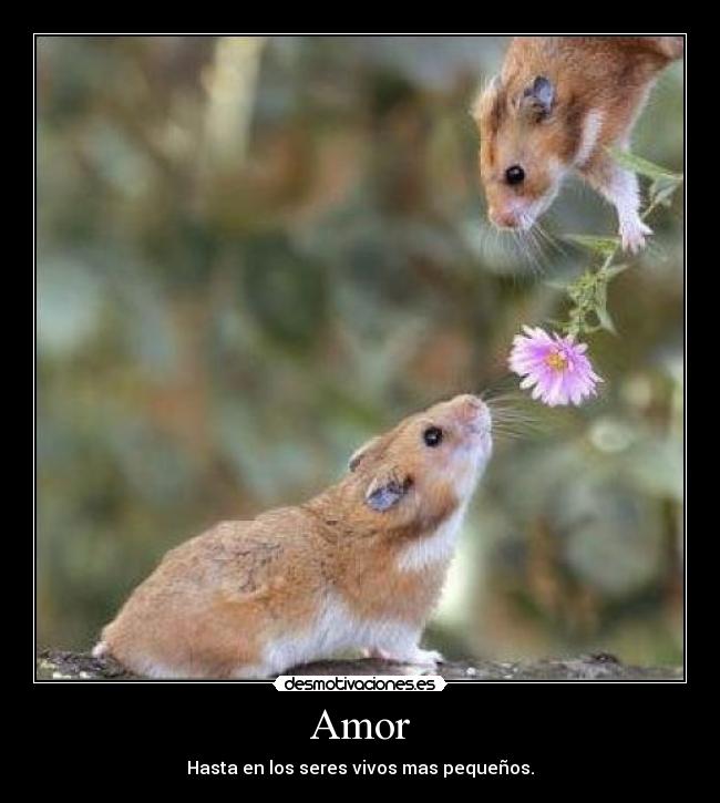 Amor - Hasta en los seres vivos mas pequeños.