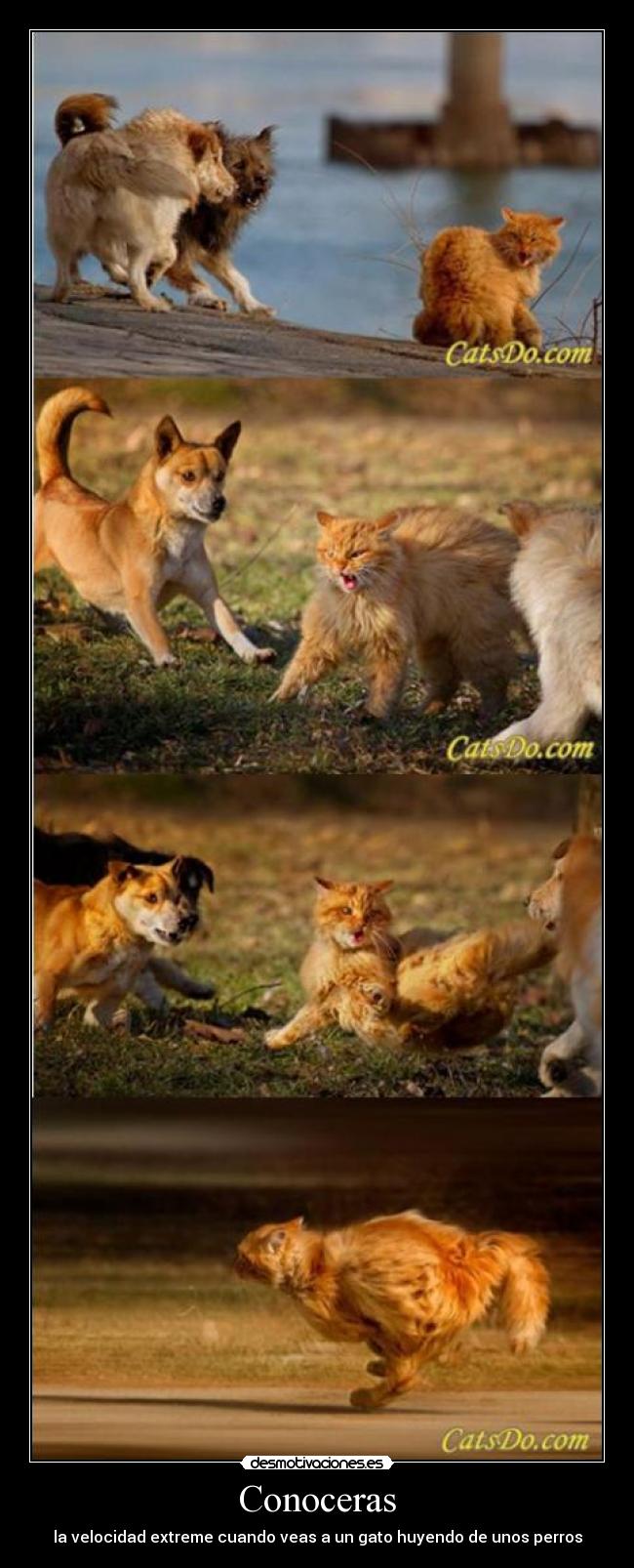 Conoceras - la velocidad extreme cuando veas a un gato huyendo de unos perros