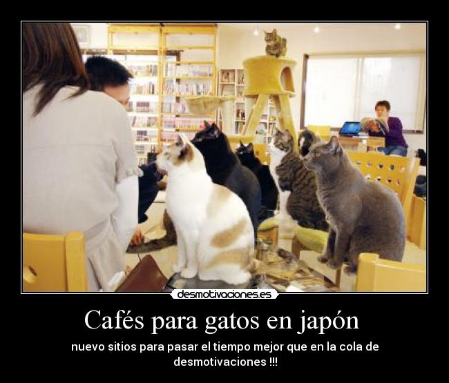 Cafés para gatos en japón  - 