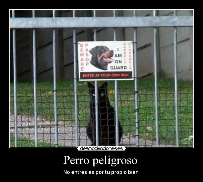 Perro peligroso -