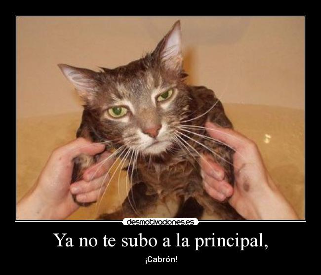 Ya no te subo a la principal, - ¡Cabrón!