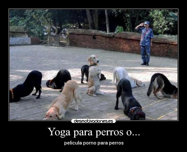 Yoga para perros o... -