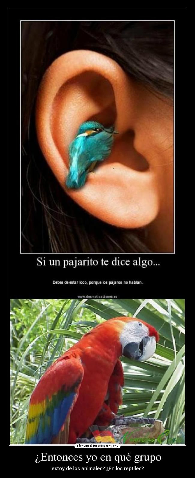 ¿Entonces yo en qué grupo -