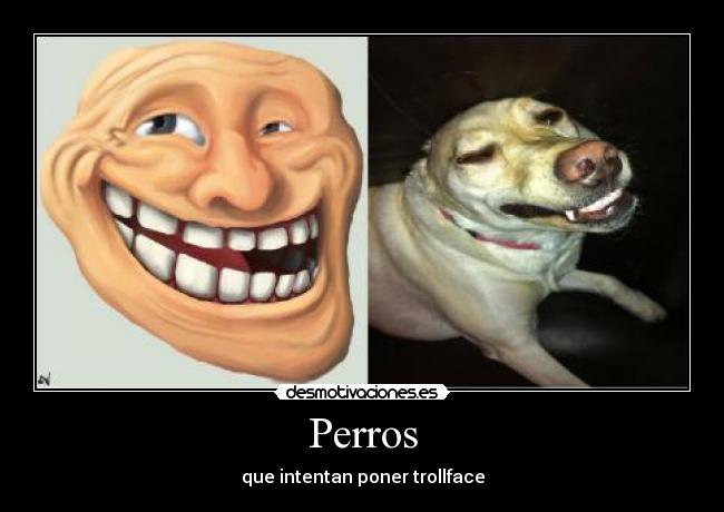 Perros - 