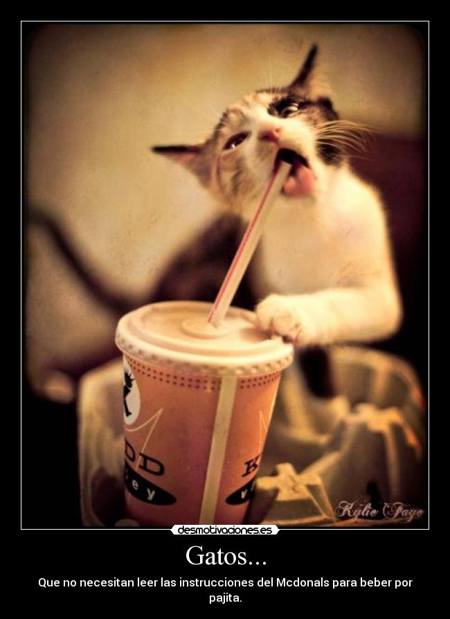 Gatos... - 