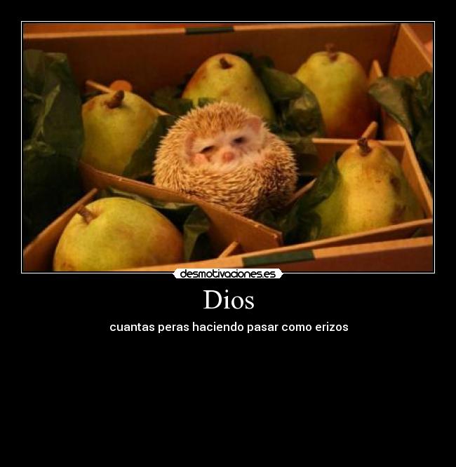 Dios - cuantas peras haciendo pasar como erizos







