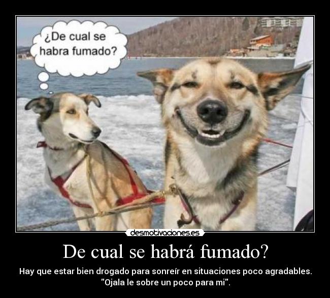 De cual se habrá fumado? - Hay que estar bien drogado para sonreír en situaciones poco agradables.
Ojala le sobre un poco para mi.