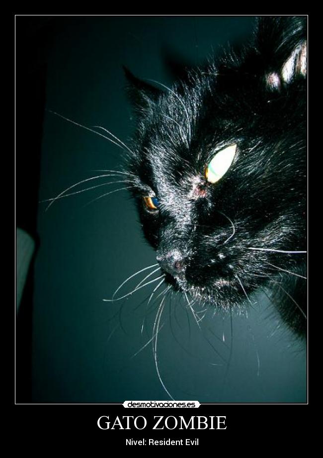 GATO ZOMBIE - 