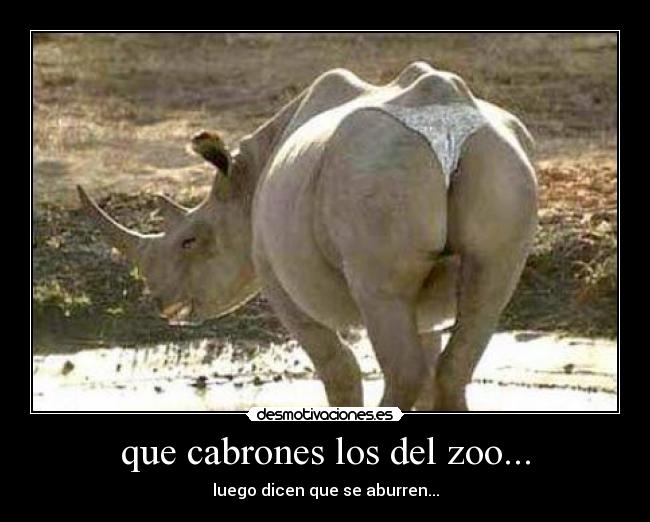 que cabrones los del zoo... - luego dicen que se aburren...