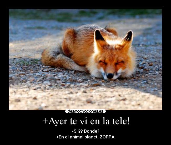 +Ayer te vi en la tele! - -Sii?? Donde?
+En el animal planet, ZORRA.