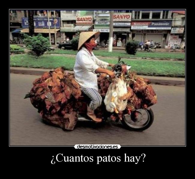 ¿Cuantos patos hay? -