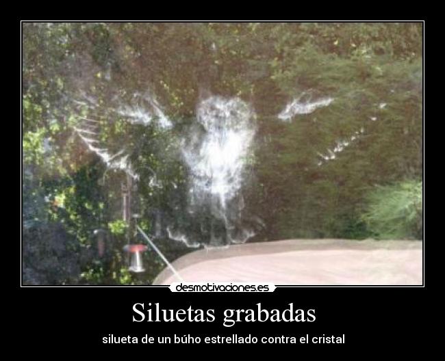 Siluetas grabadas - silueta de un búho estrellado contra el cristal