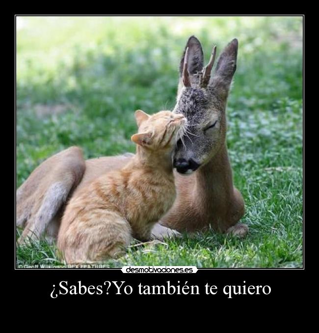 ¿Sabes?Yo también te quiero -