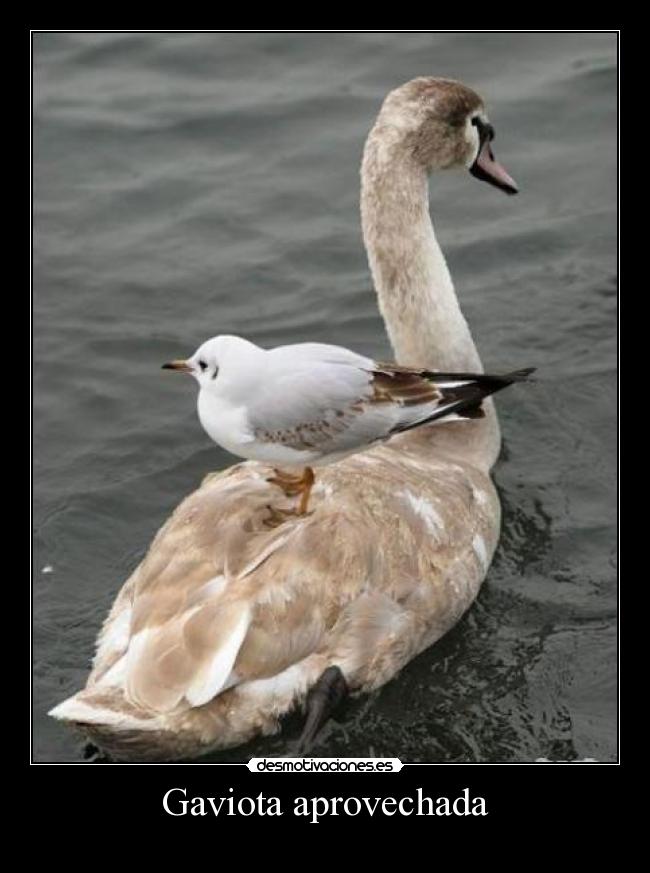 carteles fefeeeweweewewewew desmotivaciones