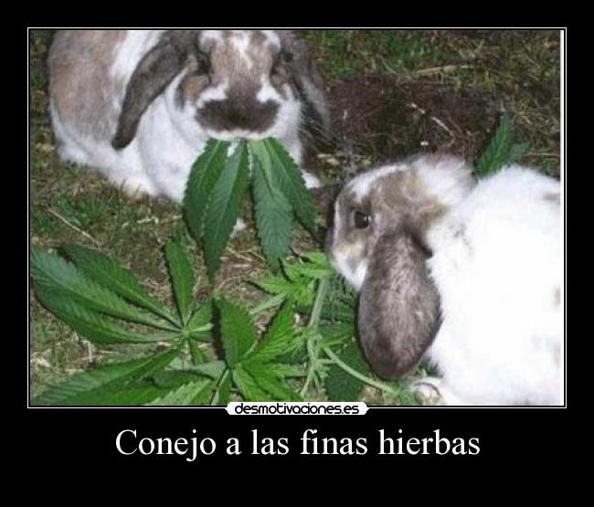 Conejo a las finas hierbas - 