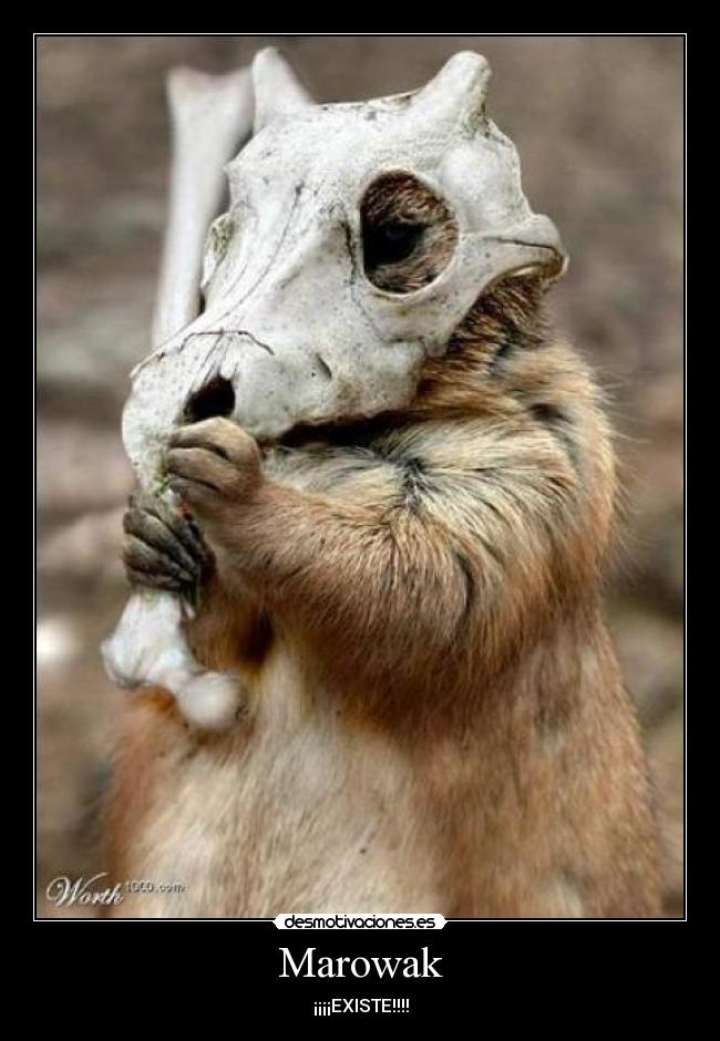 Marowak - 