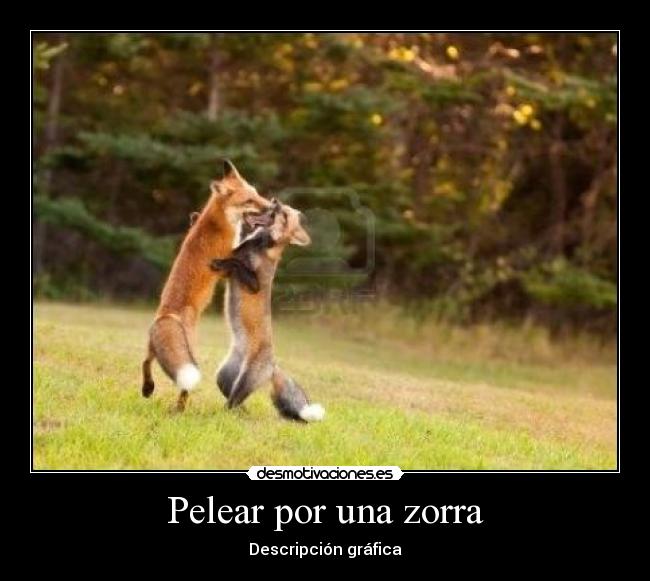 Pelear por una zorra - 