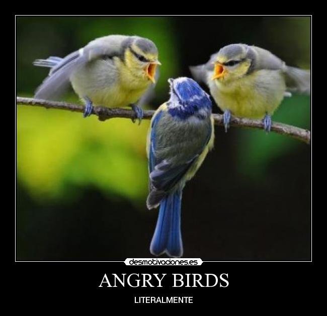 ANGRY BIRDS -