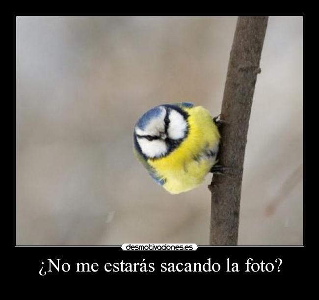 ¿No me estarás sacando la foto? -
