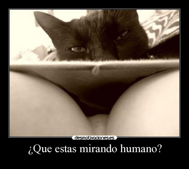 ¿Que estas mirando humano? - 