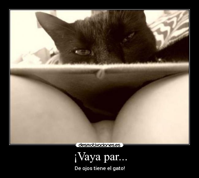 ¡Vaya par... - De ojos tiene el gato!