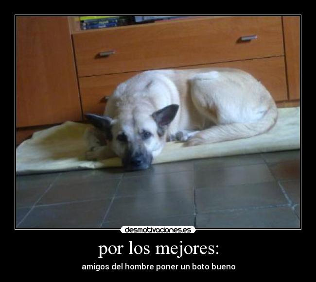 por los mejores: - amigos del hombre poner un boto bueno