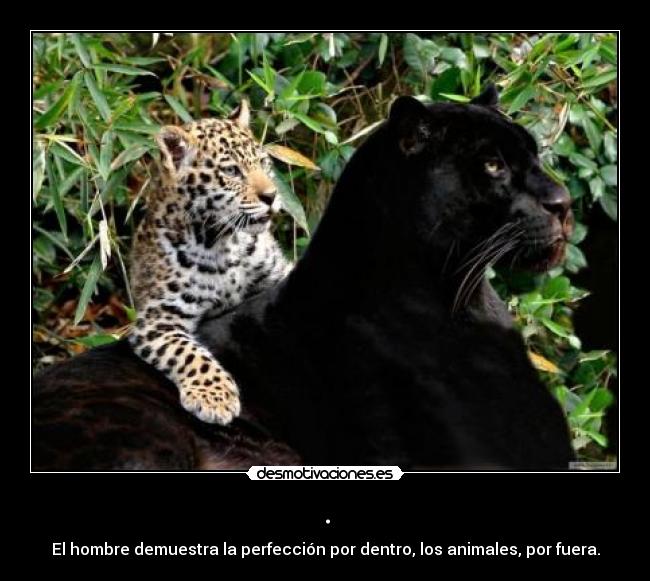 carteles deivod desmotivaciones