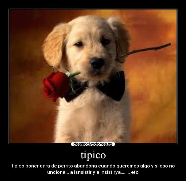 tipico - tipico poner cara de perrito abandona cuando queremos algo y si eso no
unciona... a isnsistir y a insistirya........ etc.