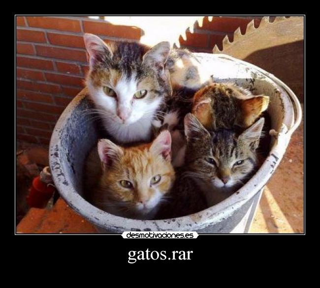 gatos.rar -