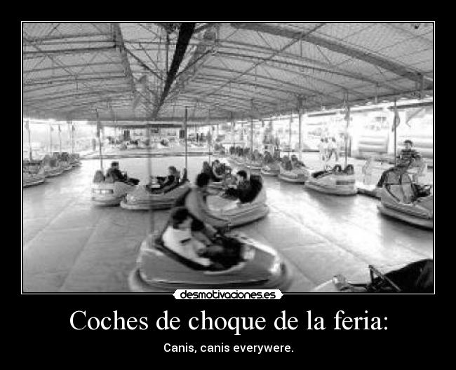 Coches de choque de la feria: - Canis, canis everywere.