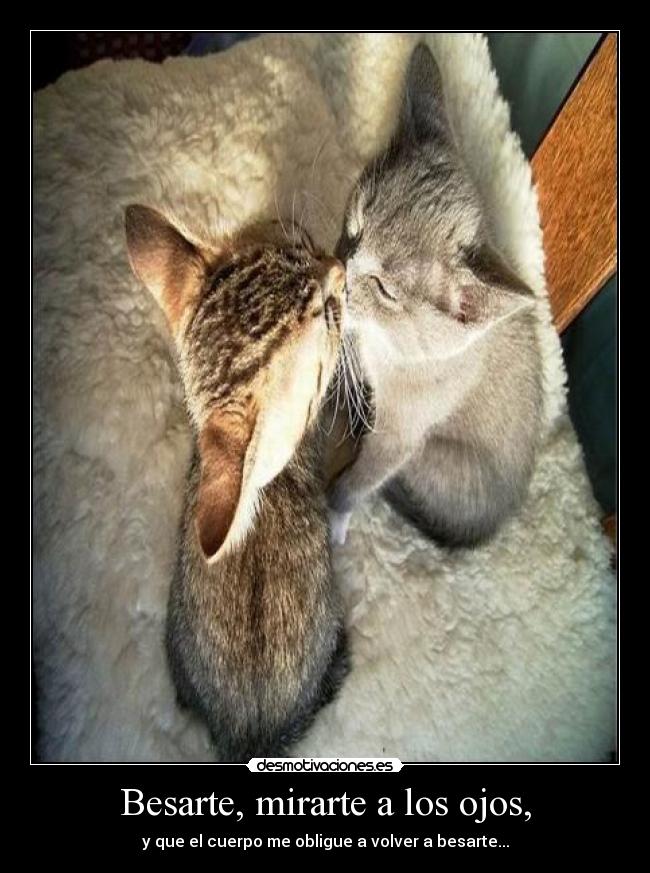 Besarte, mirarte a los ojos, - y que el cuerpo me obligue a volver a besarte...