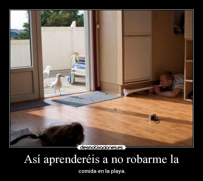 carteles gabiota ladronas comida playa molestan joden cabronas ocurre nada desmotivaciones