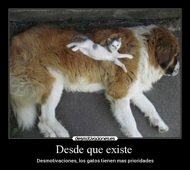 carteles gatos papi32 desmotivaciones