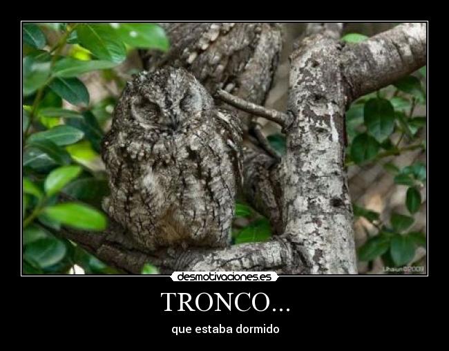 TRONCO... -