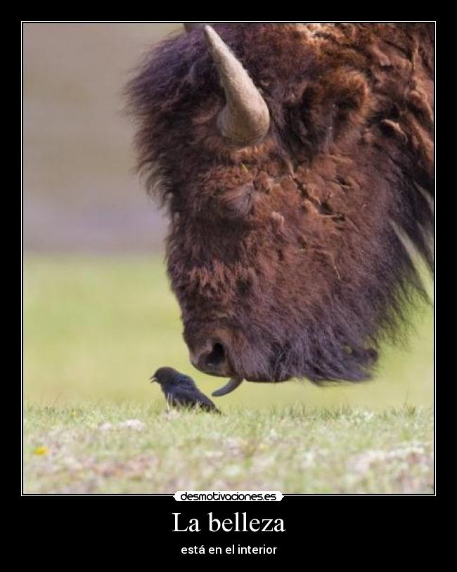 La belleza -