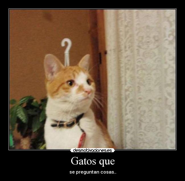 Gatos que - se preguntan cosas..