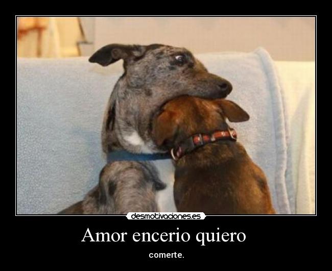 Amor encerio quiero - comerte.