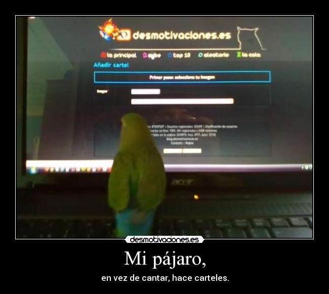 Mi pájaro, - 