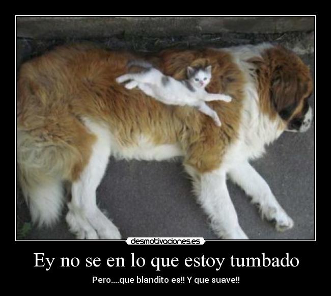 Ey no se en lo que estoy tumbado - Pero....que blandito es!! Y que suave!!