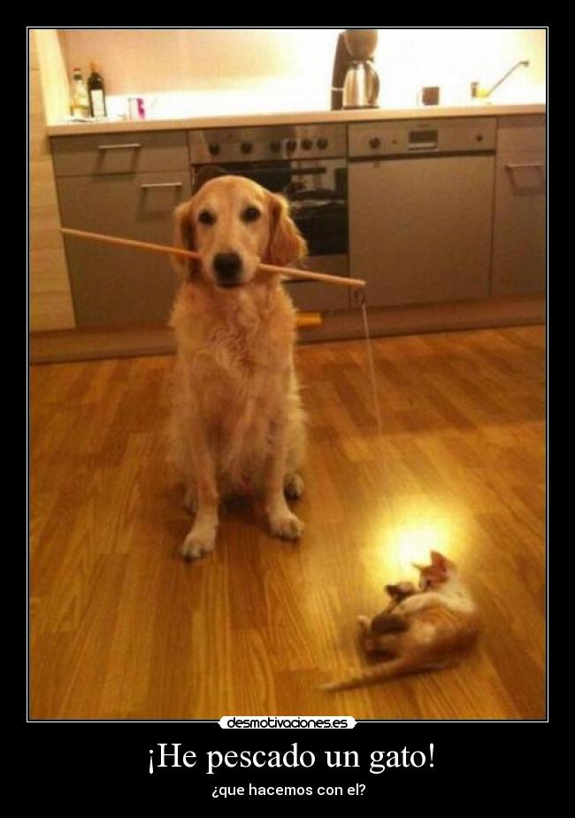 carteles pescado desmotivaciones