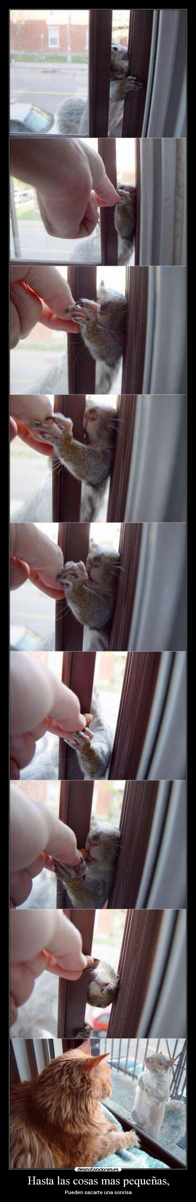 Hasta las cosas mas pequeñas, - Pueden sacarte una sonrisa
