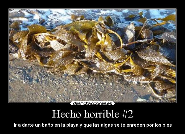 Hecho horrible #2 - Ir a darte un baño en la playa y que las algas se te enreden por los pies