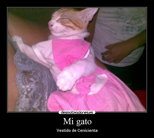 Mi gato - Vestido de Cenicienta