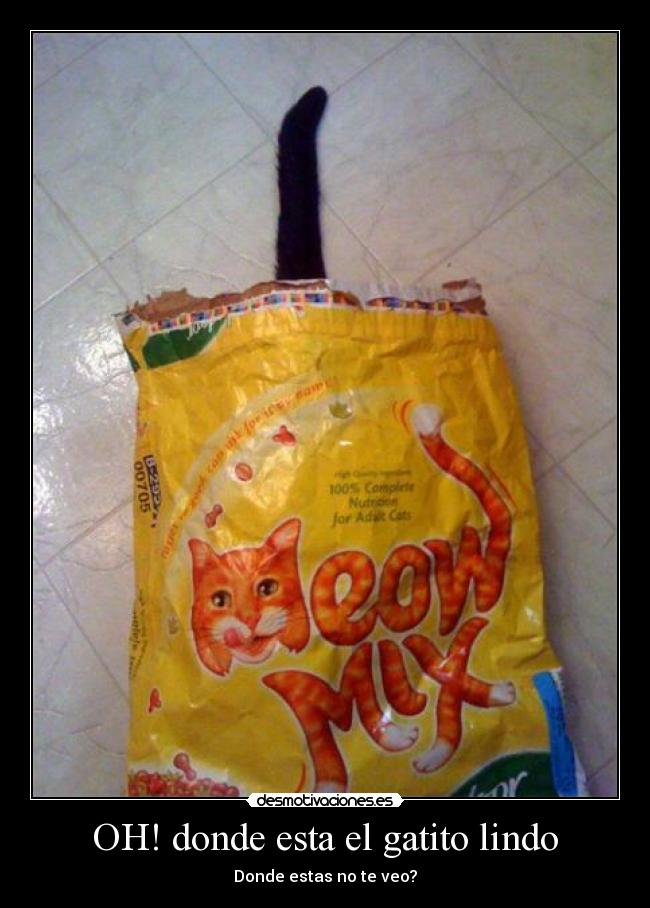 OH! donde esta el gatito lindo - Donde estas no te veo?