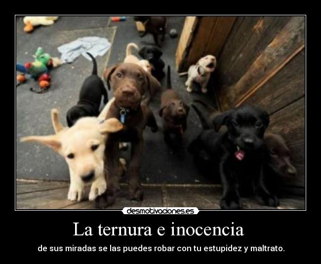 La ternura e inocencia - de sus miradas se las puedes robar con tu estupidez y maltrato.
