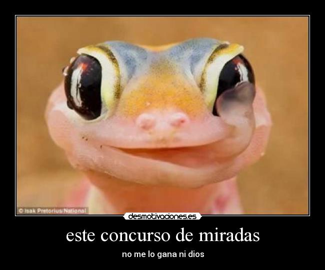 este concurso de miradas - 
