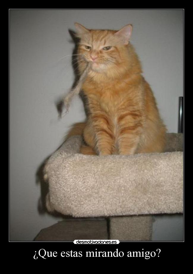 ¿Que estas mirando amigo? -