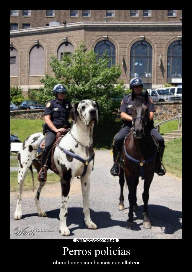 Perros policías -