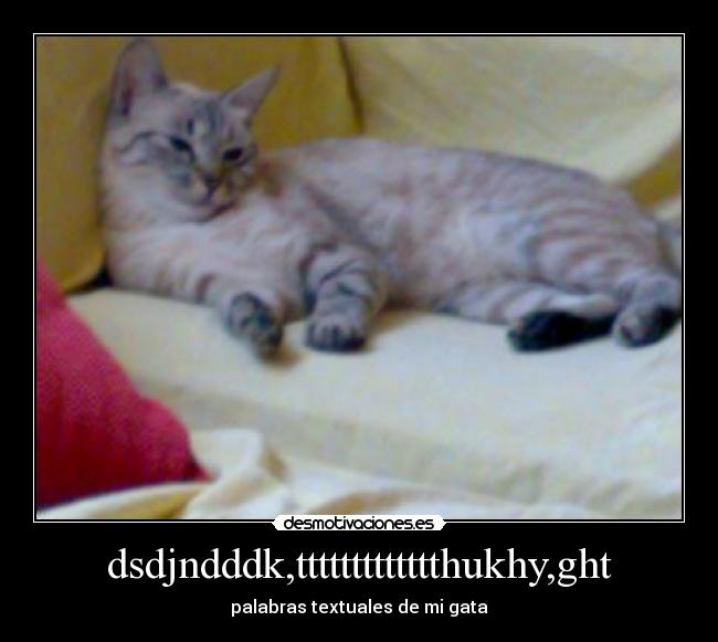 dsdjndddk,ttttttttttttthukhy,ght - palabras textuales de mi gata